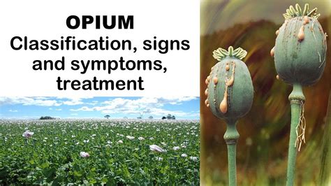 Opium Definition & Meaning .